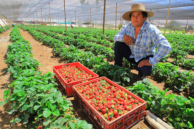 Agricultura en Chile
